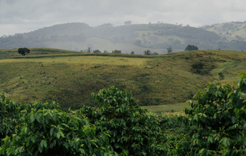 Café et développement durable : L’engagement de Lavazza pour l’environnement