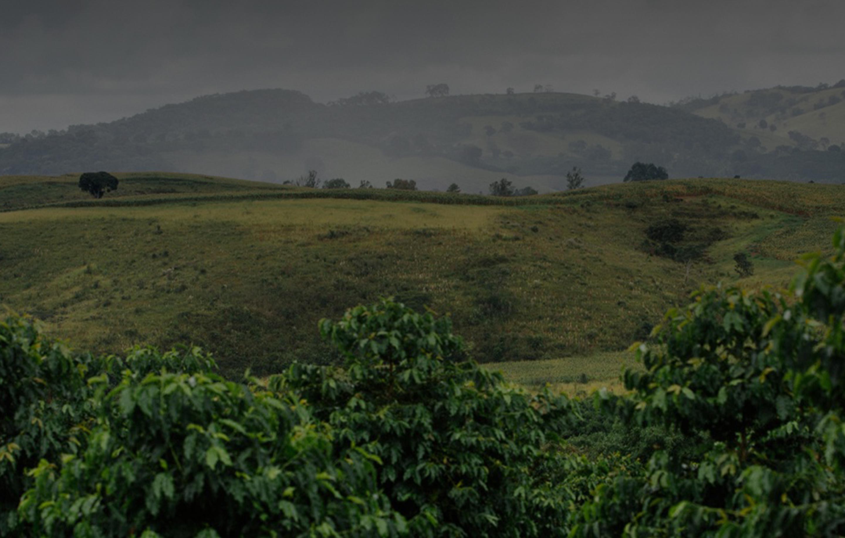 Café et développement durable